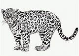 Cheetah Jaguar Realistic Dier Getdrawings sketch template