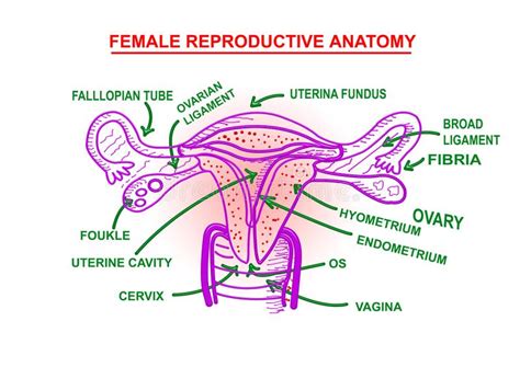reproductive anatomy stock vector illustration of fertilization 44834385