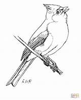 Titmouse Tufted Coloring Pages Bird Printable Supercoloring Color Tit Drawing Crafts Select Category Nature Choose Board Birds sketch template