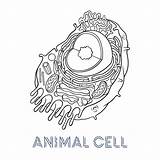 Celula Célula Zelle Tierischen Vegetal sketch template