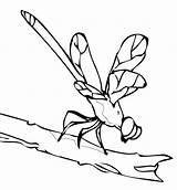 Libellule Libelle Animaux Insecten Dragonfly Coloriages sketch template