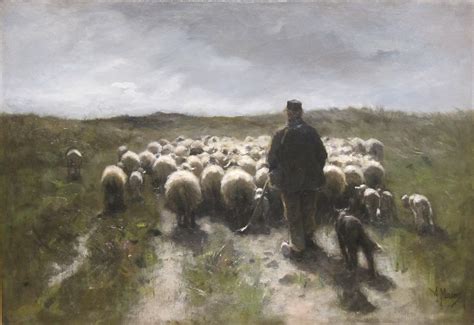 leading   shepherd  sheep commstorm