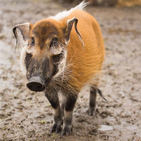 red river hog