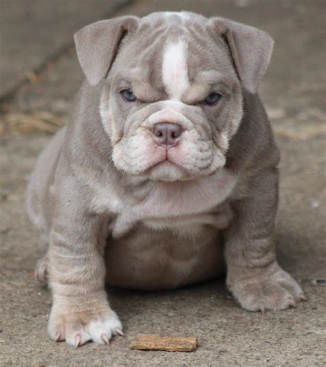 english bulldog puppy  sale