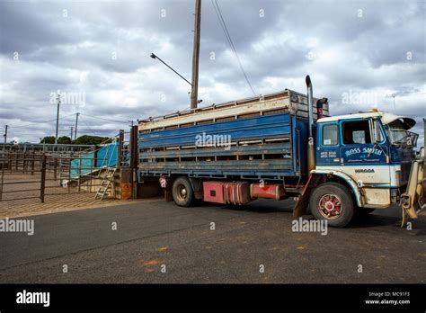 cattle truck australia  res stock photography  images alamy
