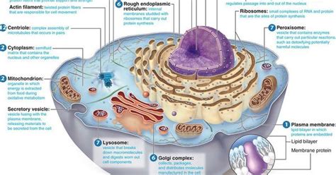 cell structure  functions  key  human nature kids pinterest cell structure