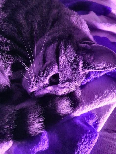 pin    colour mood purple cat aesthetic purple aesthetic