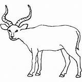Antelope Coloring Getdrawings sketch template