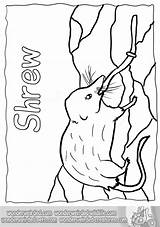 Shrew Coloring 88kb sketch template
