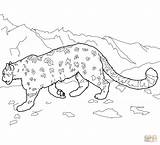 Leopard Snow Coloring Pages Leopards Baby Amur Colouring Printable Animal Clipart Template Kids Clouded Drawing Print Color Mountain Drawings Cat sketch template