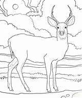 Coloring Whitetail Pages Buck Deer Getcolorings Printable Color sketch template