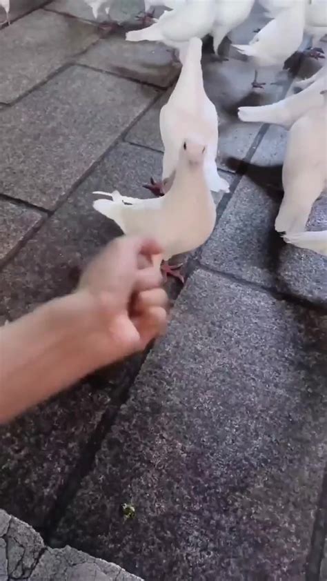dumpert duif   amused om kudtprank