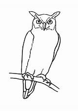 Owl Horned sketch template