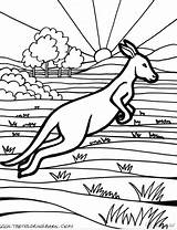 Canguros Canguro Canguru Saltando Kangourou Animaux Coloriage Kangaroo Australien Outback Ausmalbilder Aboriginal Coloriages Sheets Coloringhome Ausmalbild Pintar Tudodesenhos Habitat Kangaroos sketch template
