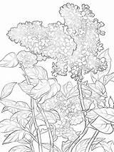 Lilac Coloring Pages Purple Flower Drawing Printable Flowers Syringa Getdrawings Recommended Designlooter Drawings sketch template