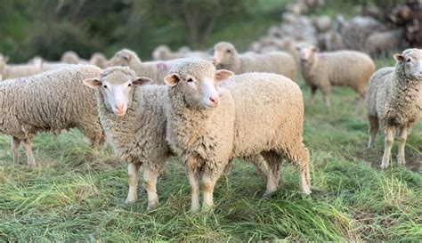 sheep   answers hobby farms
