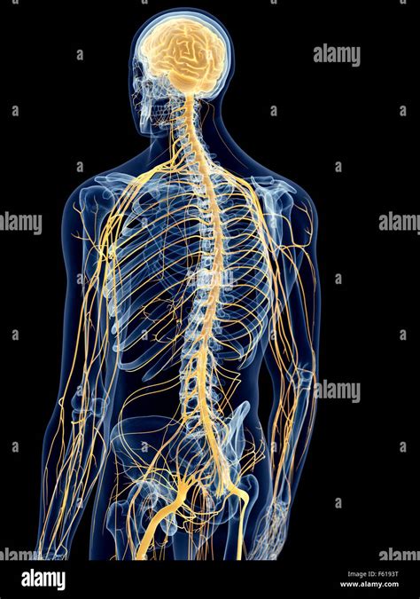 medically accurate illustration    nerves stock photo alamy