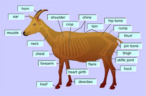 biology   goat