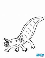 Coloring Axolotl Salamander Pages Mexican Printable Color Hellokids Animal Sheet Designlooter Sea 1kb Powered Results Print Online Animals sketch template