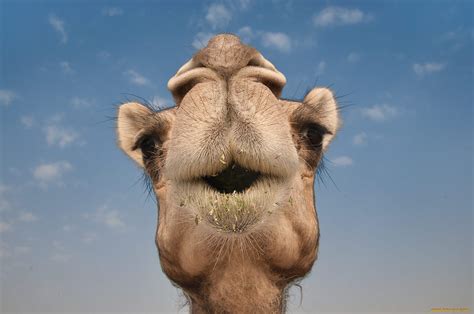 animal camel wallpaper