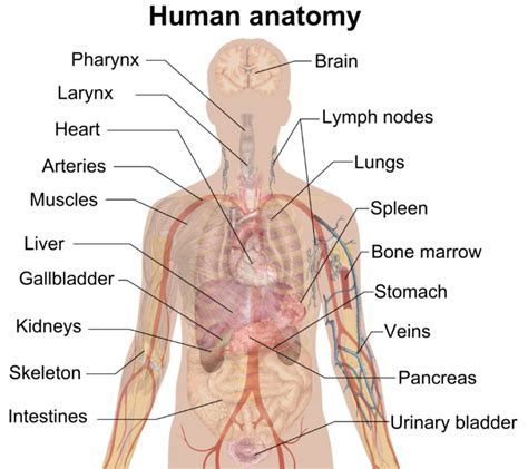 anatomy  physiology   aiders  aid