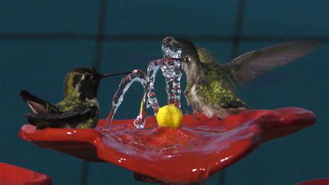 fountain follies sunday closeup  hummingbirds bathing   flower