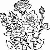 Trandafiri Colorat Multi Flori Planse Imagini Clopotel sketch template