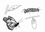 Caterpillar Monarch Db Pluspng sketch template