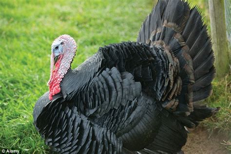turkey wars bronze  black  trendy bird  plump  daily