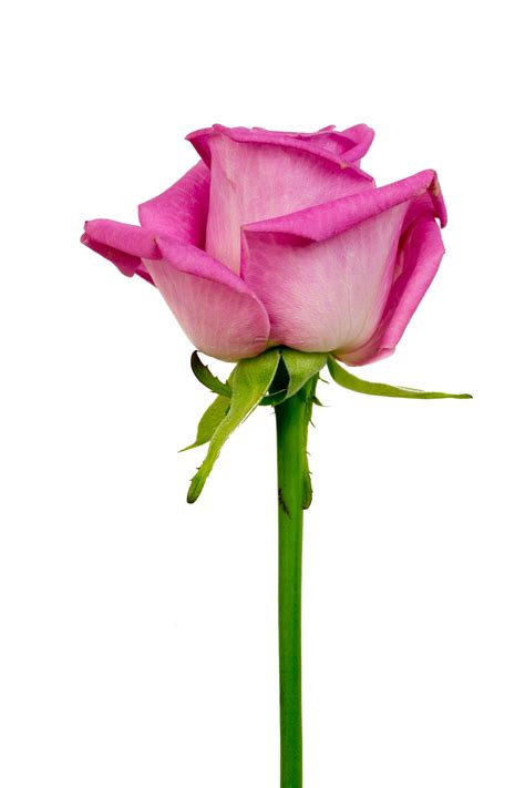 fotos gratis petalo florecer macro rosado flores rosa rosada flor rosa planta