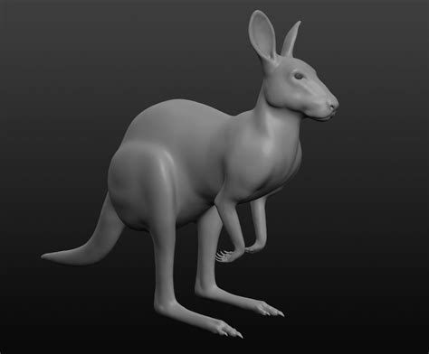 kangaroo  model base cgtrader