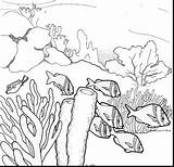 Reef Coral Drawing Barrier Great Pencil Coloring Ecosystem Ocean Drawings Underwater Sea Pages Draw Sketch Fish Clipart Printable Template Easy sketch template
