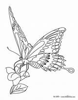 Papillon Monarch Mariposa Papillons Swallowtail Monarca Macaon Mariposas Designlooter Coloriages Colouring Metamorphosis Kawaii Línea sketch template