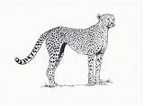Cheetah Tekening Cheetahtravel D sketch template