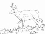 Coloring Wildebeest Blue Pronghorn Male Pages Antelopes Designlooter sketch template