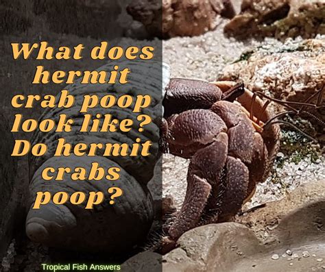 hermit crab poop   tropical fish answers