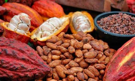 national geographic destaca honduras como cuna del chocolate organic cacao powder raw organic