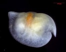 Image result for "conchoecia Magna". Size: 133 x 104. Source: www.marinespecies.org
