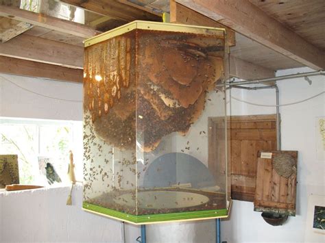 Giant Observation Hive Honey Bee Bee Bee Keeping
