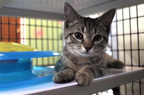 adopt a cat adopt me safe haven for cats