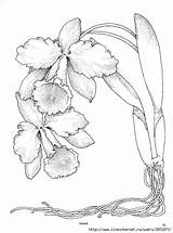 Orchid Cattleya Orchids Pintadas sketch template