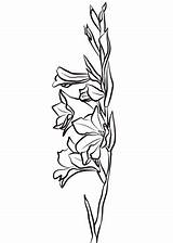 Gladiolus Coloring Pages Flower Tattoo Gladiolas Tattoos Designs Printable Choose Board Supercoloring Categories Gladioli sketch template