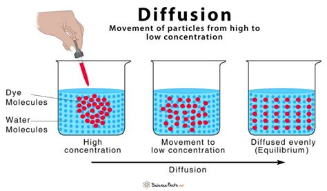 diffusion definition     occur  diagram