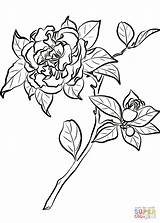 Camellia Desenho sketch template