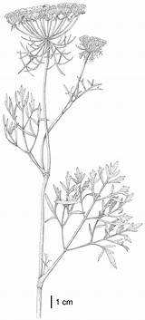 Botanical Annes Queenanne sketch template