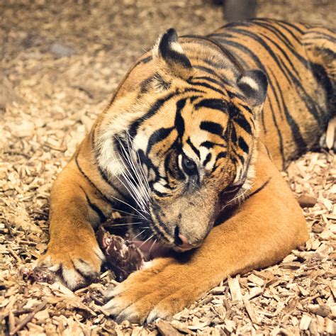 tiger eating  stock photo public domain pictures
