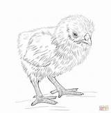 Coloring Pages Chicken Baby Hen Chic Chick Printable Kids Chicks Colouring Color Drawing Print Cute Sheets sketch template