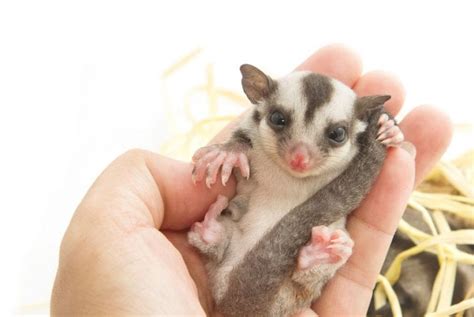 sugar gliders shake    concerned fur wings scaly