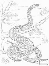 Python Coloring Burmese Pages Snake Getdrawings Realistic Color Getcolorings sketch template