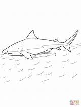 Mako Sharks Leuca Squalo Designlooter Davemelillo sketch template